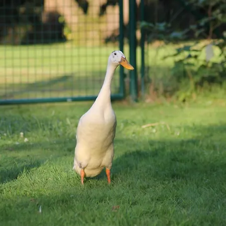 شقة Entenhausen Schwentinental