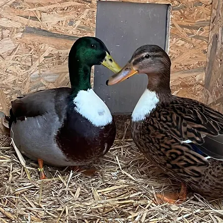 Entenhausen * Schwentinental