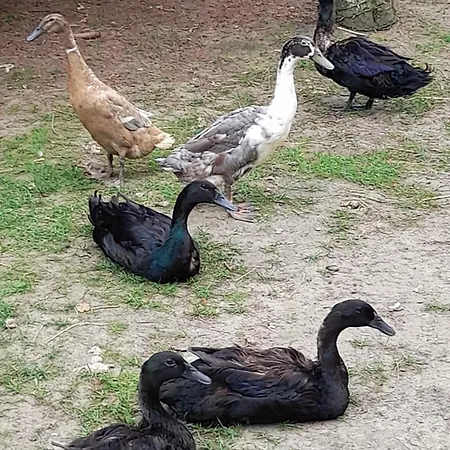 Entenhausen Schwentinental