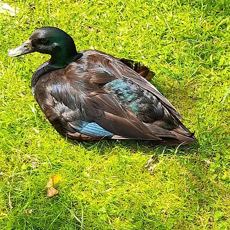 Entenhausen Apartamento *