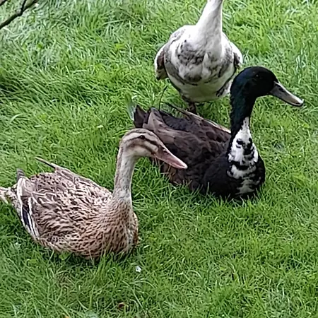 Entenhausen شقة Schwentinental