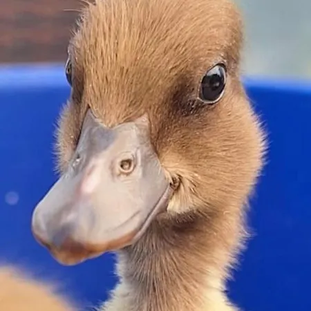 شقة Entenhausen Schwentinental