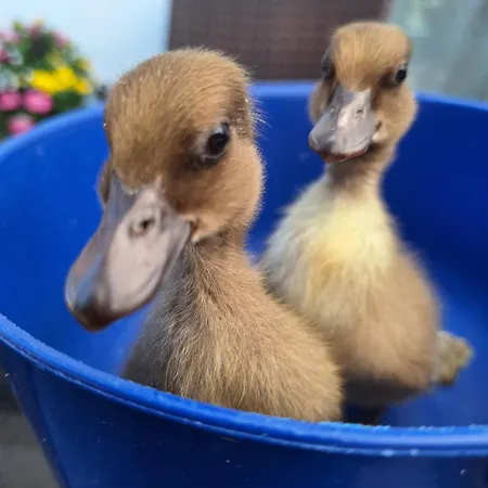 Entenhausen Schwentinental