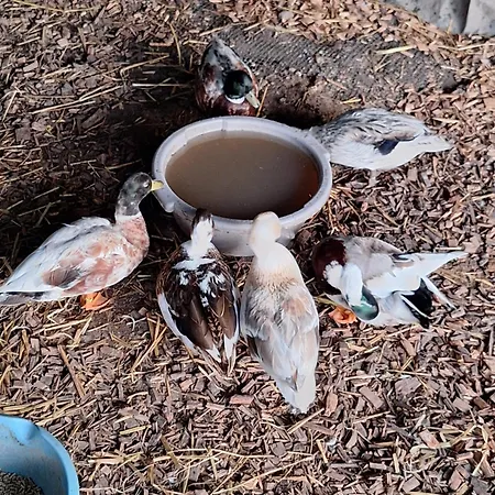 شقة Entenhausen Schwentinental