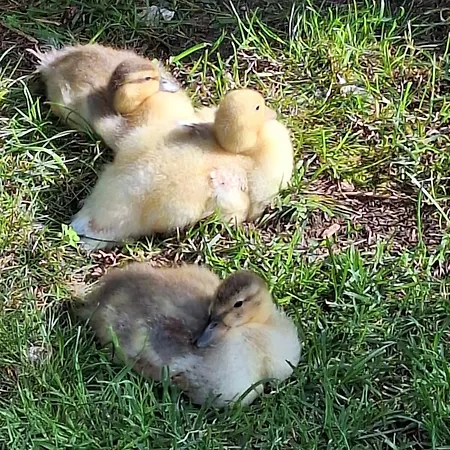 Entenhausen Apartamento